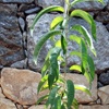 Frühe Nektarinenpfirsichpflanze