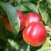 Late Nectarine peach tree