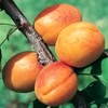 Tyrinthos Aprikosenpflanze