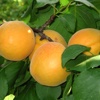 Bulida Aprikosenpflanze