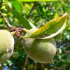 Tuono almond tree