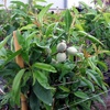 Genco Mandelpflanze