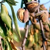 Ferragnes almond tree