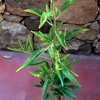 Fascionello Mandelpflanze