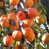 Árbol de caqui Vaniglia