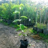 Árbol de caqui Vaniglia