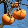 Árbol de caqui Tipo