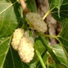 Weiße Maulbeerpflanze