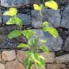 Weiße Maulbeerpflanze