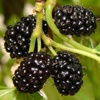 Schwarze Maulbeerpflanze