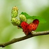 Red mulberry tree