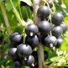 Black currant berry plant