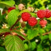 Raspberry berry plant