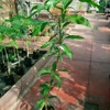Mangopflanze