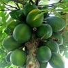 Árbol de papaya