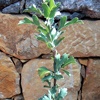 Azarolerote Pflanze