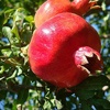 Horse Tooth Pomegranate tree