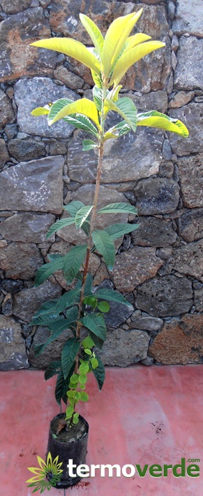 Albero nespolo del Giappone, spedizione Express