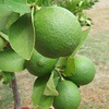 key lime tree