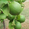 Limettenpflanze