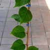 Hayward Kiwipflanze