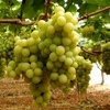 Italy vine table grapes