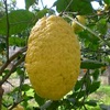 Árbol de cidro Piretto