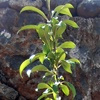 Árbol de pistacho macho polinizador