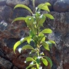 Male pistachio pollinator tree