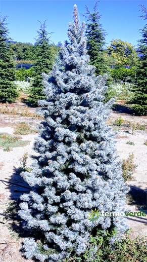 Blaue Kosterian-Fichte Gepfropfter Baum - 1,25 m