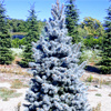 Blaue Kosterian-Fichte Gepfropfter Baum - 1,5 m