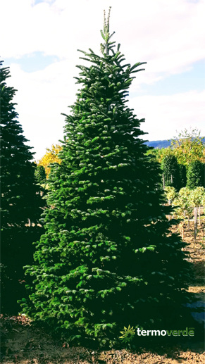 Nordmanniana Grafted Spruce - 1.25 m