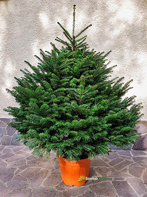 Árbol de Navidad natural abeto nórdico - 2,25 m