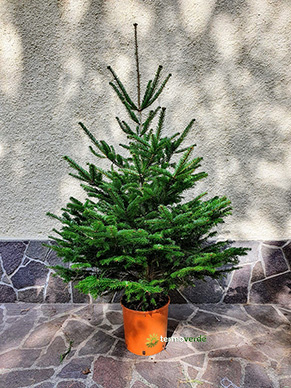 Árbol de Navidad natural Abeto blanco - 1,2 m