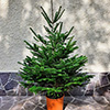 White fir natural Christmas Tree - 1.2 m