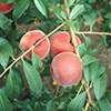 Royal Glory ® peach tree